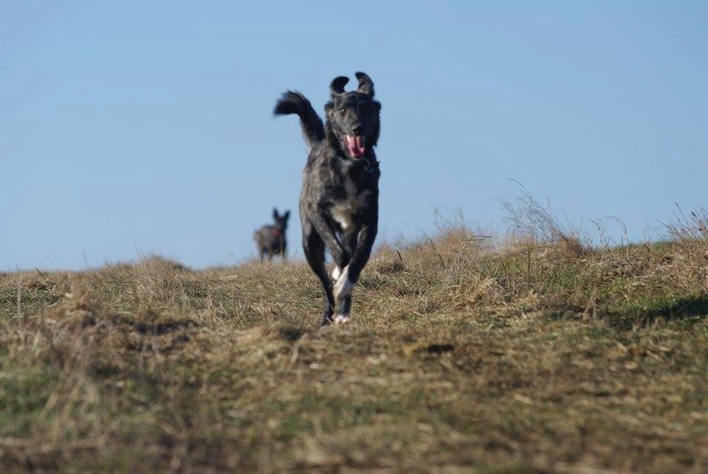 JAKE - chiot mâle né mars/avril 2016 - ( CARMINA BUCAREST ) - Adopté par Sarah et Kevin (départ 57) - Page 2 Img_5423