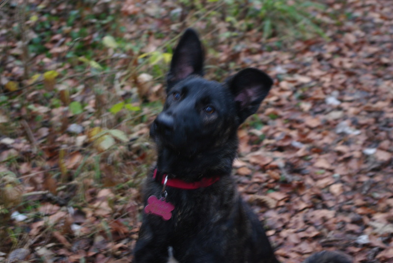 COOKIE - chiot femelle, née mars/avril 2016, taille moyenne - (CARMINA BUCAREST) - Adoptée par Sarah et Kévin (dpt57) - Page 3 Imgp4817