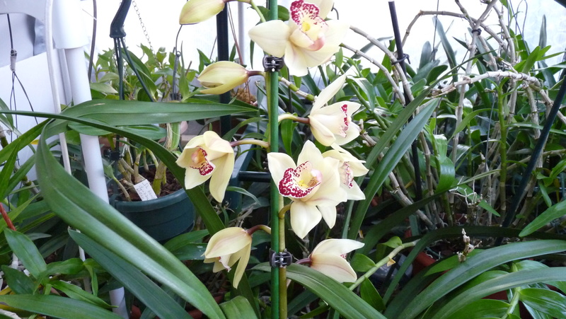 Refloraison Cymbidium Hybride Cymbid13