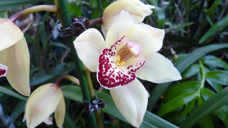 Refloraison Cymbidium Hybride Cymbid14