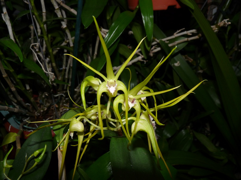 Dendrobium tetragonum x speciosum (x tetragonum) D_tytr10