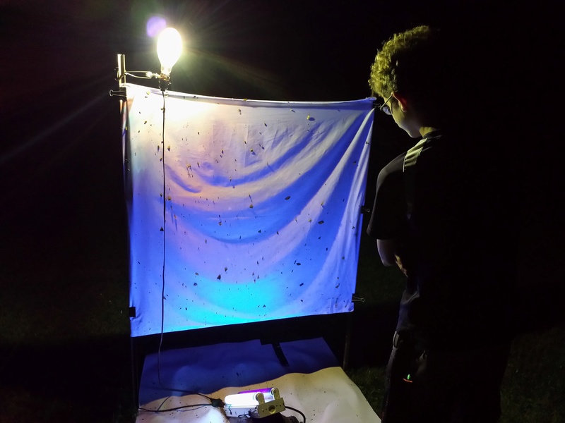 Using a light sheet to collect insects. 20160810