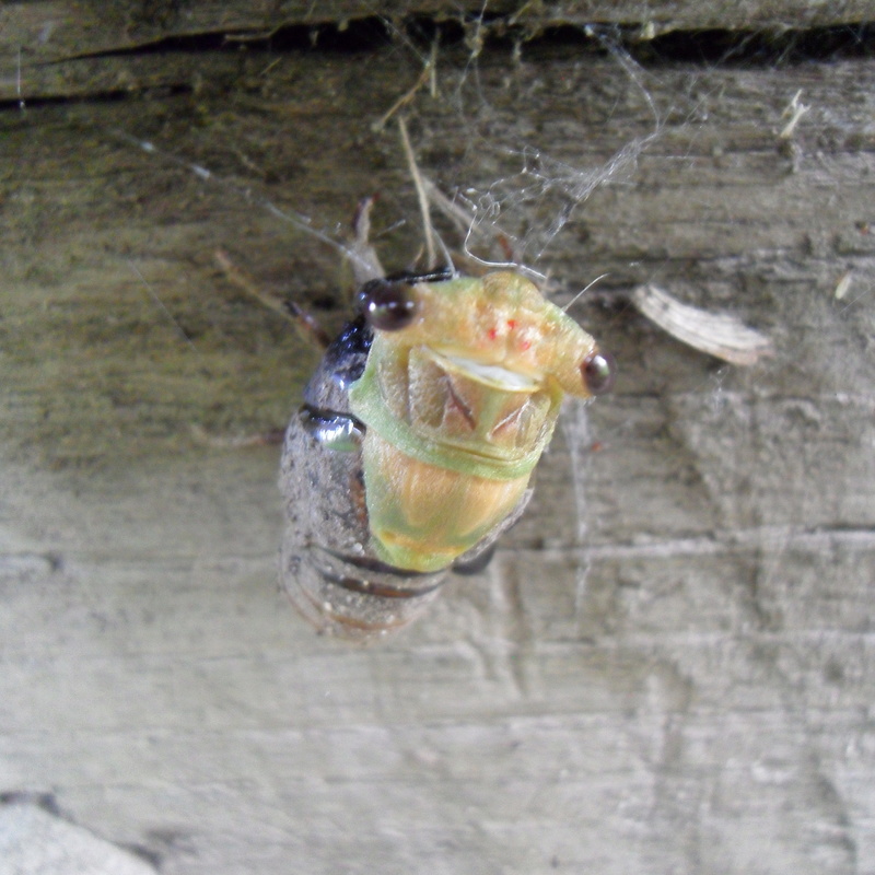 Keeping cicadas? Sdc15410