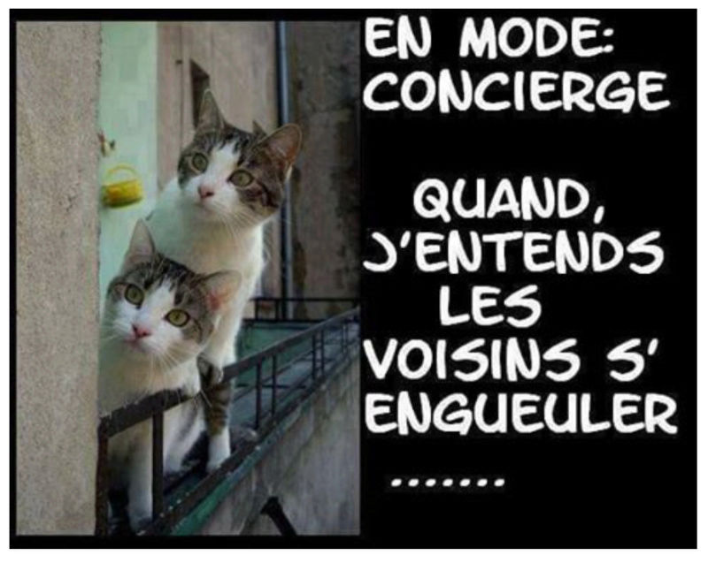 HUMOUR : le chat dans tous ses états - Page 31 Chat12