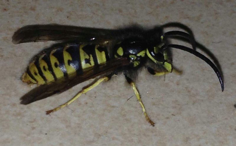 VESPULA Vulgaris, Germanica ou autre ? 20161112