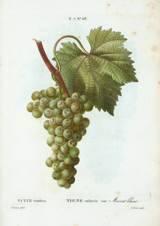 Picoler les vignes d'Argenteuil Nypl_d10