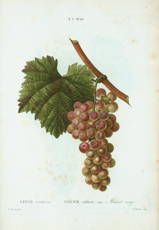 Picoler les vignes d'Argenteuil Planch10