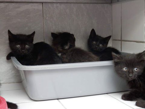 adorables chatons noirs à l'adoption (ils sont 5 )  Chaton10
