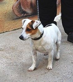 Dobby, jack Russel de 4 ans Dobby10