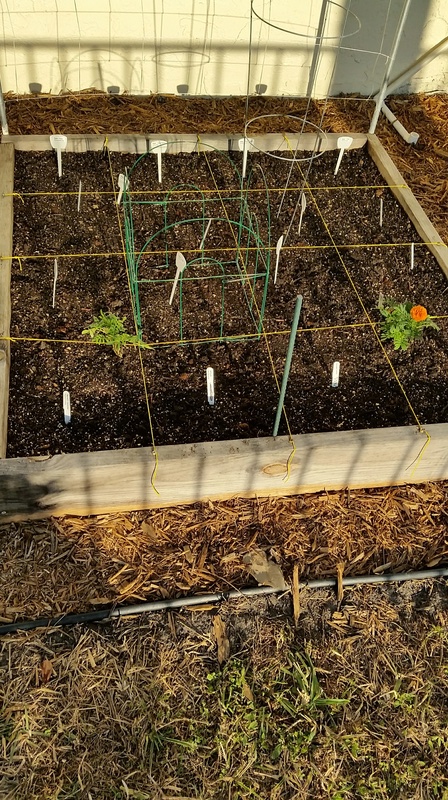 Vegetable scraps directly into garden bed 20161117