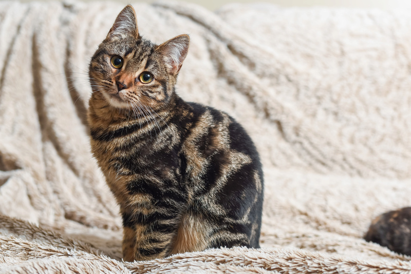 Humphrey, chatonne tigrée, née en été 2016 Dsc_8811