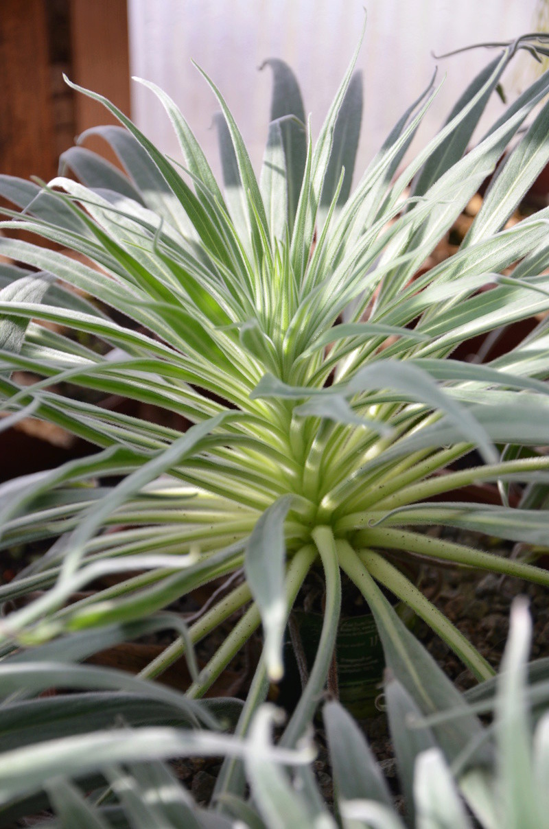 Echium wildpretii - Seite 10 008_210