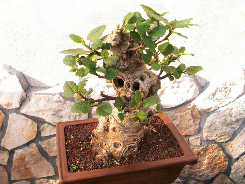 ficus - Ficus carica malata ?? 1111