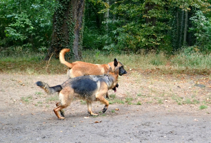 Gipps dit Gippsou mon malinois adoré :) Edjygi10