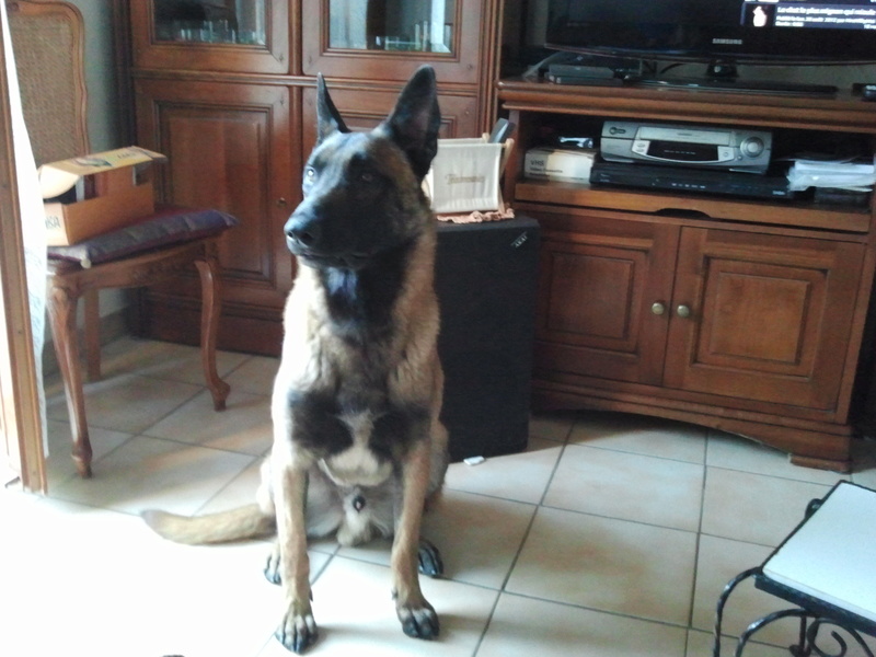 Gipps dit Gippsou mon malinois adoré :) Gipps_20