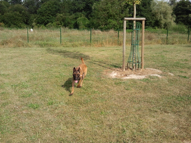 Gipps dit Gippsou mon malinois adoré :) Gipps_21