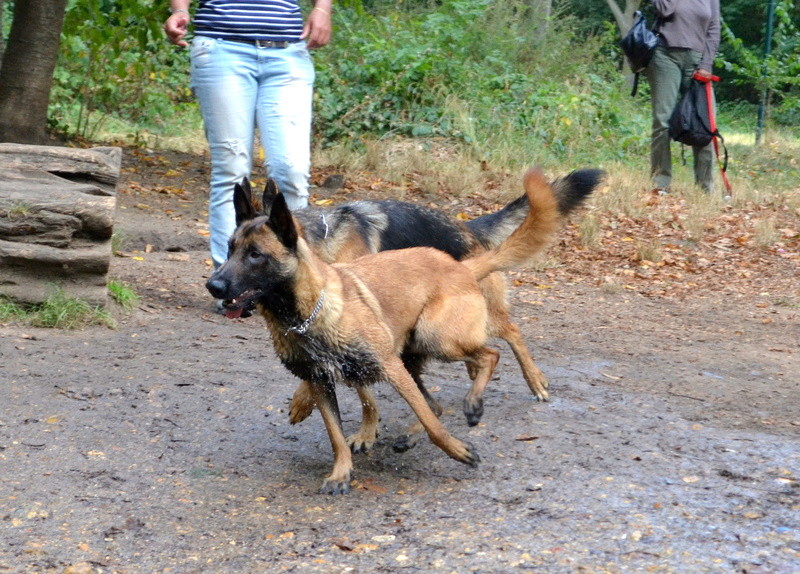 Gipps dit Gippsou mon malinois adoré :) Gipps_24