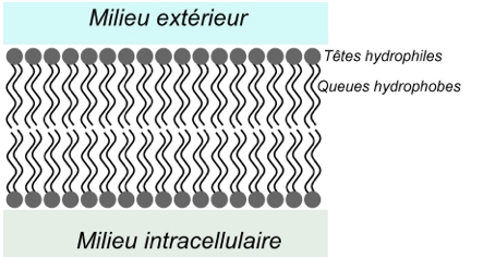 parties hydrophile/hydrophobe du plasmalemme Bouyaa10