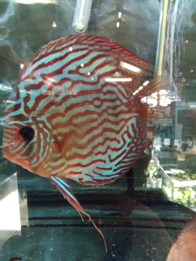 Femelle discus avec filament dorsal ? Img_2012