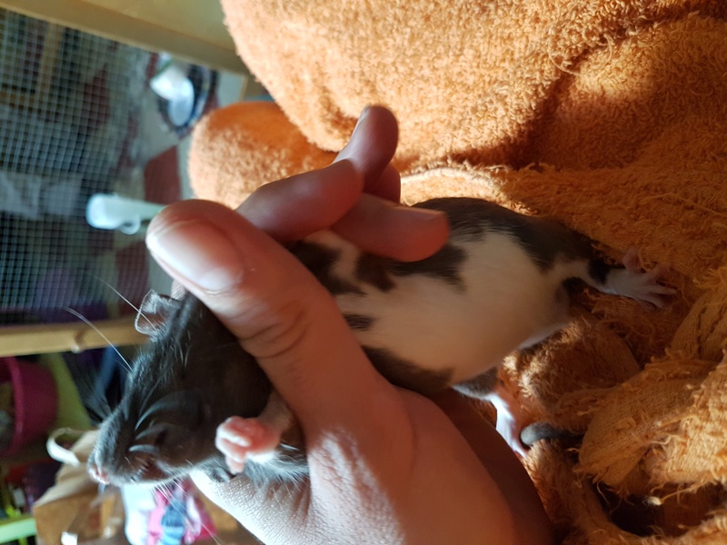 [33]12 petits rats à l'adoption - URGENT- 20161117