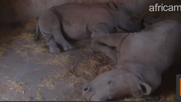 Les parcs en webcam live  - Page 3 Rhinos10