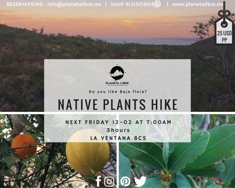 Native plants hike friday 02 december  15240010