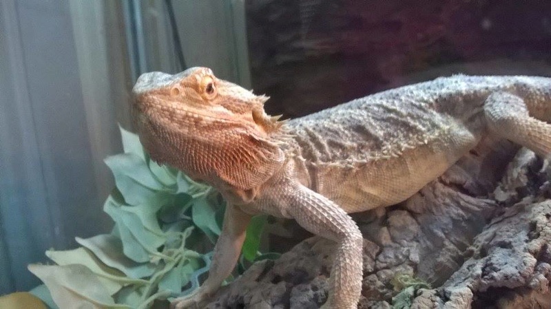 Mon pogona est mort 13936510