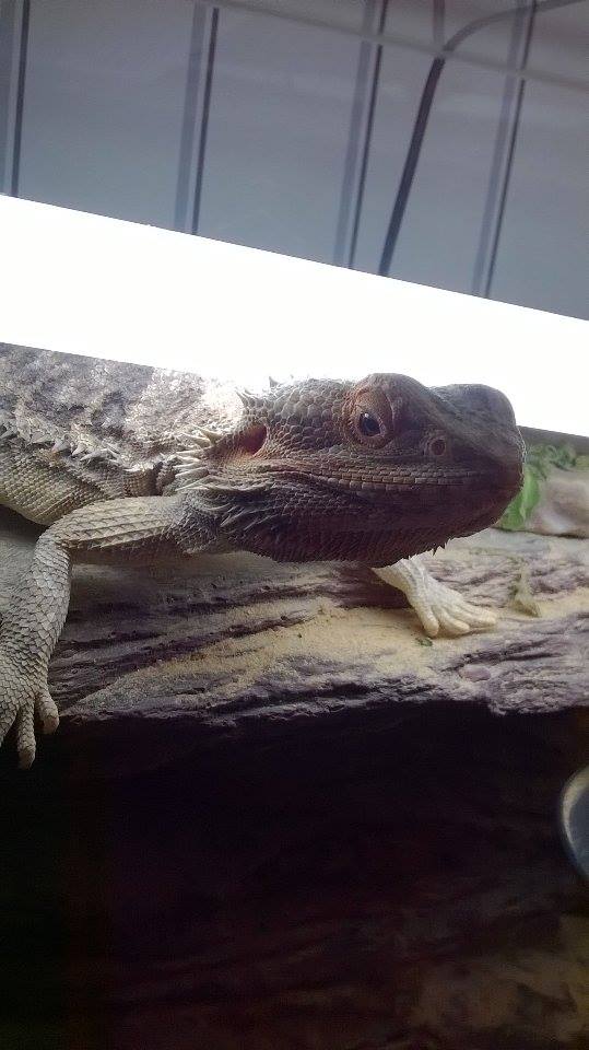 Mon pogona est mort 13936710