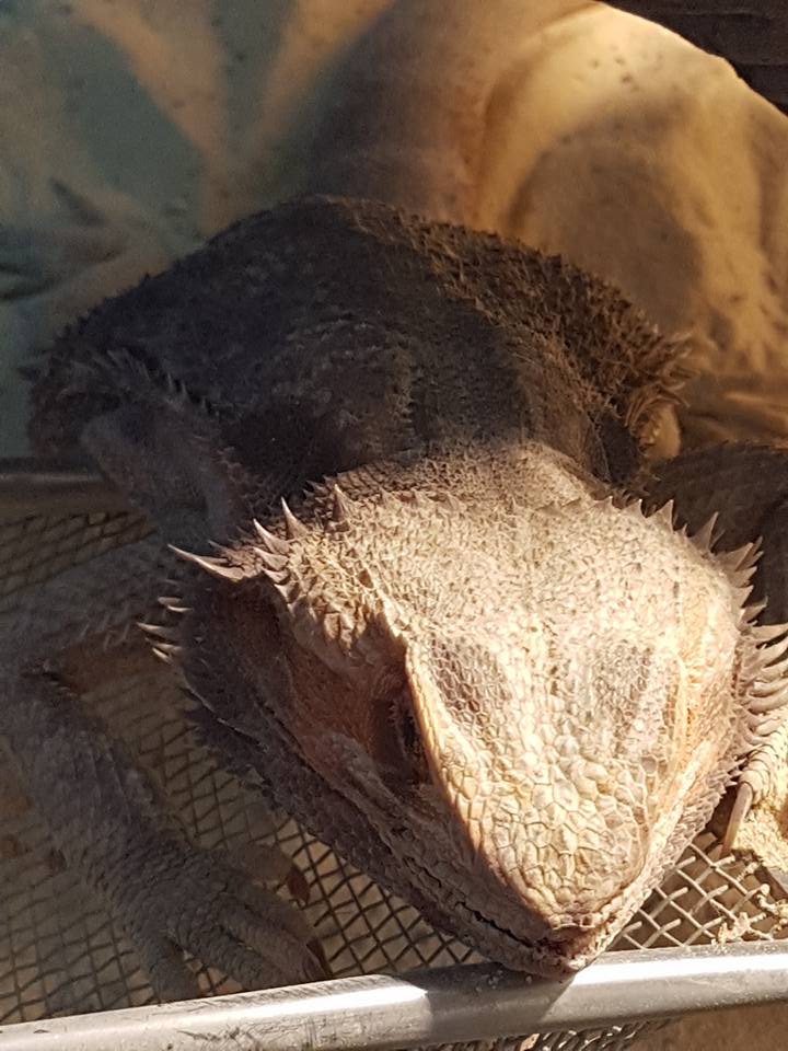 Mon pogona est mort 210