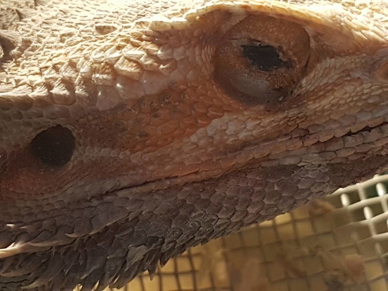 Mon pogona est mort 310