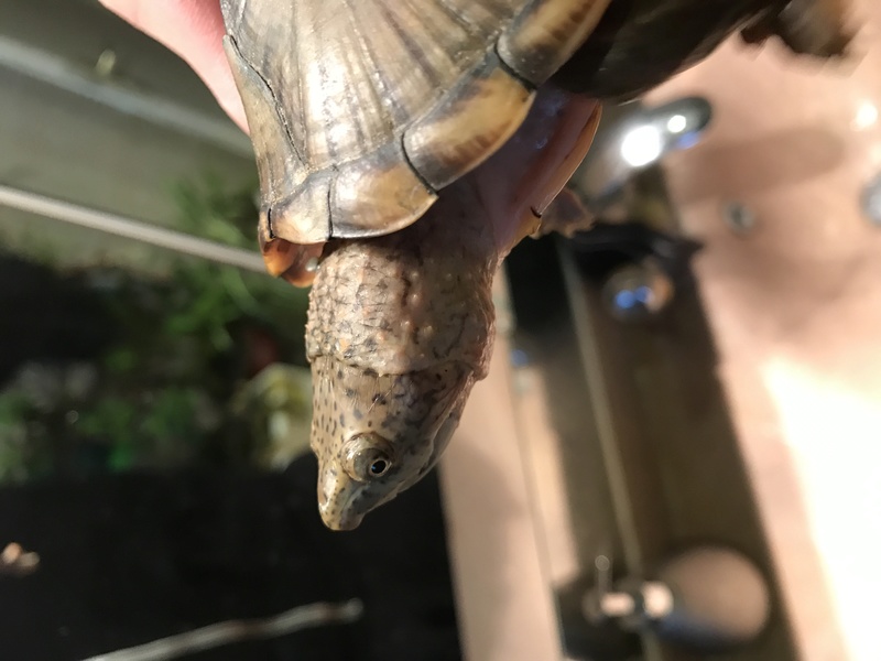 Identification tortue Img_0515