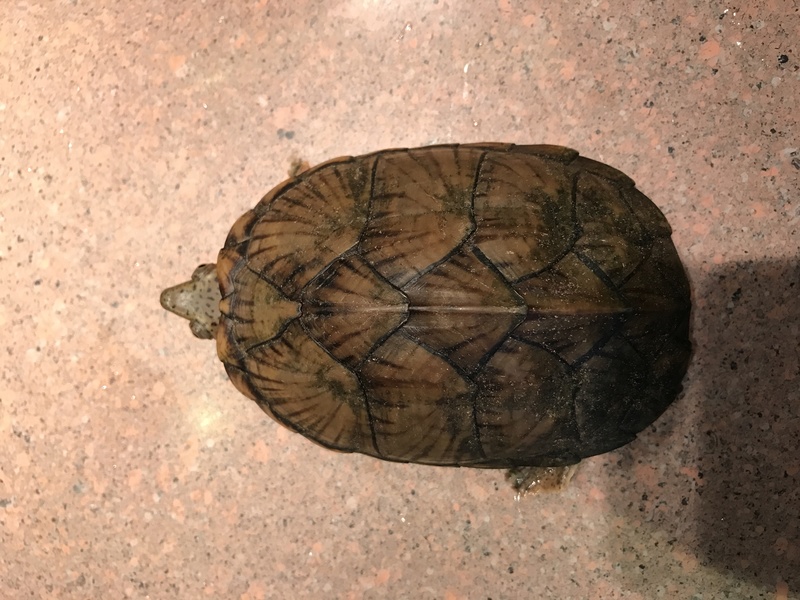 Identification tortue Img_0516