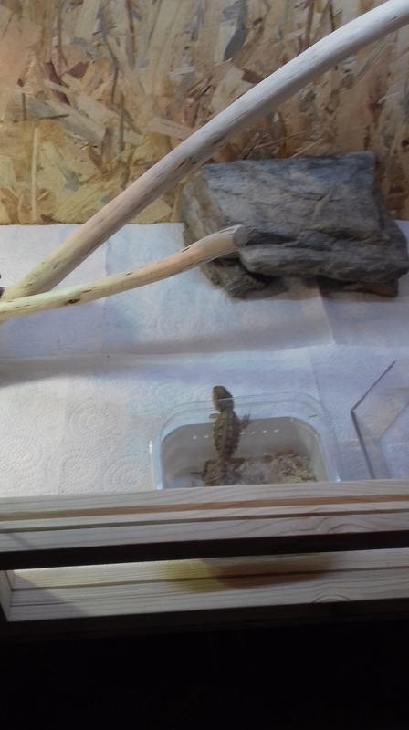 besoin de conseille pour pogona henrylawsonie 20161238