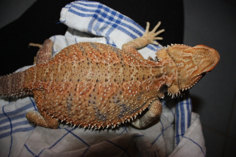 pogona minor ou henrylawsoni Ventre10