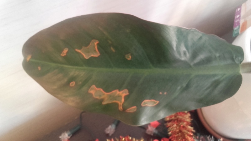 Origine des taches brunes sur les feuilles du PHILODENDRON IMPERIAL RED 20161211