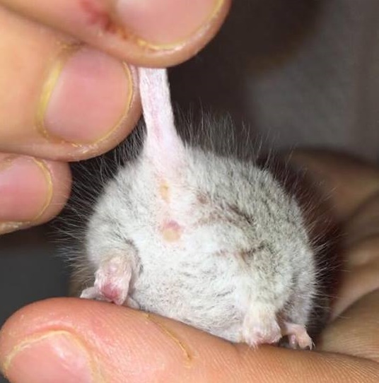 Help me sex/find out gender of my mice please? Mouse_14