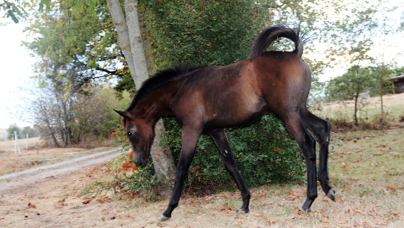 Uquero al Sylouan, étalon PSA (fils d'Ismael d'Aubanel) Petit_10