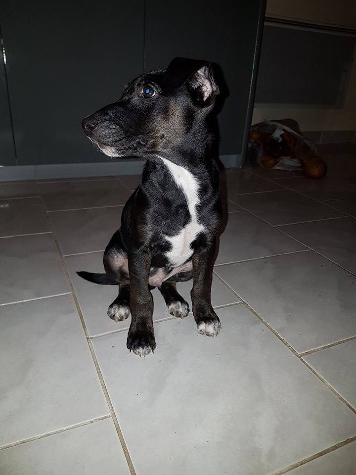 Mais de quelle race est ce petit chiot ? 15451310