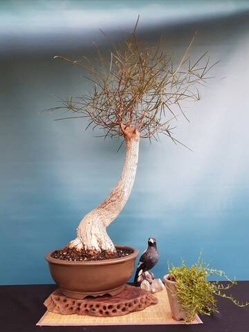 Brachychiton Rupestris Repot and Clean up Brachychiton Rupestris Repot and Clean up