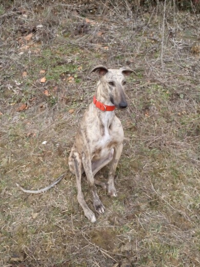 Serena ,toute fine galga bringée née en octobre 2013 Scooby France  Adoptée Img_2016