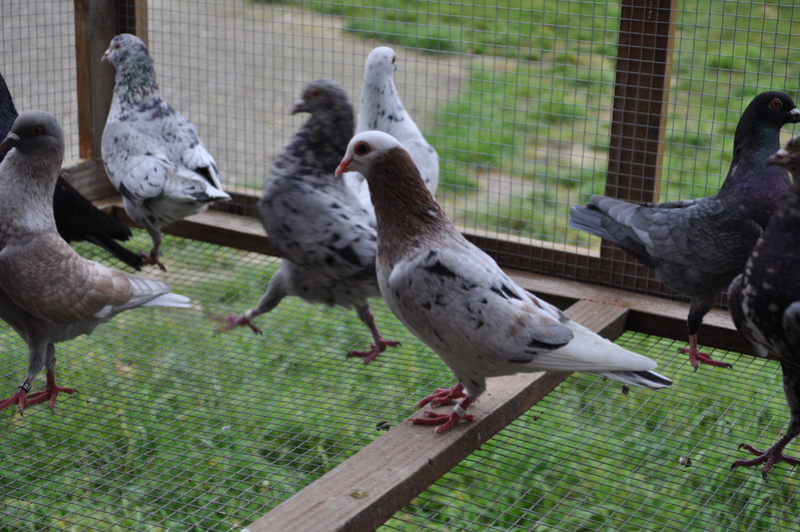 Pigeons de vol catalan et de Majorque 01210