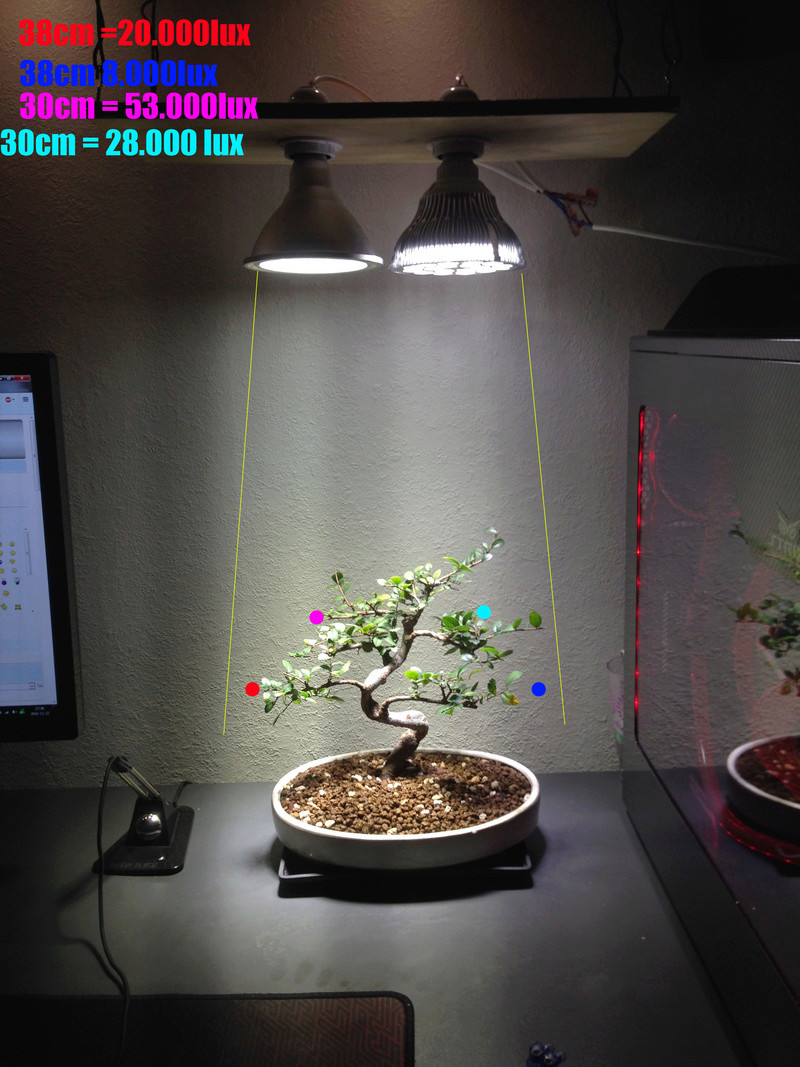 Indoor Bonsai under LED lights. - Page 17 Gvwrdg12