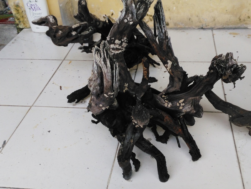 WTS BARANG AQUASCAPE PINDAHAN RUMAH 12_611