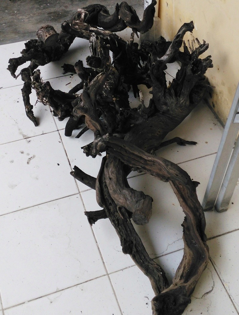 WTS BARANG AQUASCAPE PINDAHAN RUMAH 12_811
