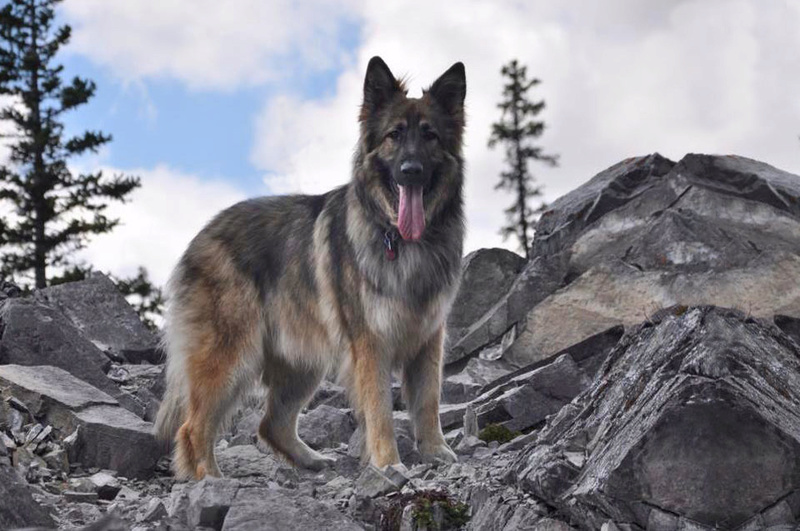 ✮Beleza Negra✮Female✮Shiloh Shepherd X Belgian Shepherd ✮ Belle10