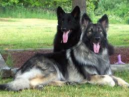 ✮Beleza Negra✮Female✮Shiloh Shepherd X Belgian Shepherd ✮ Shiloh20