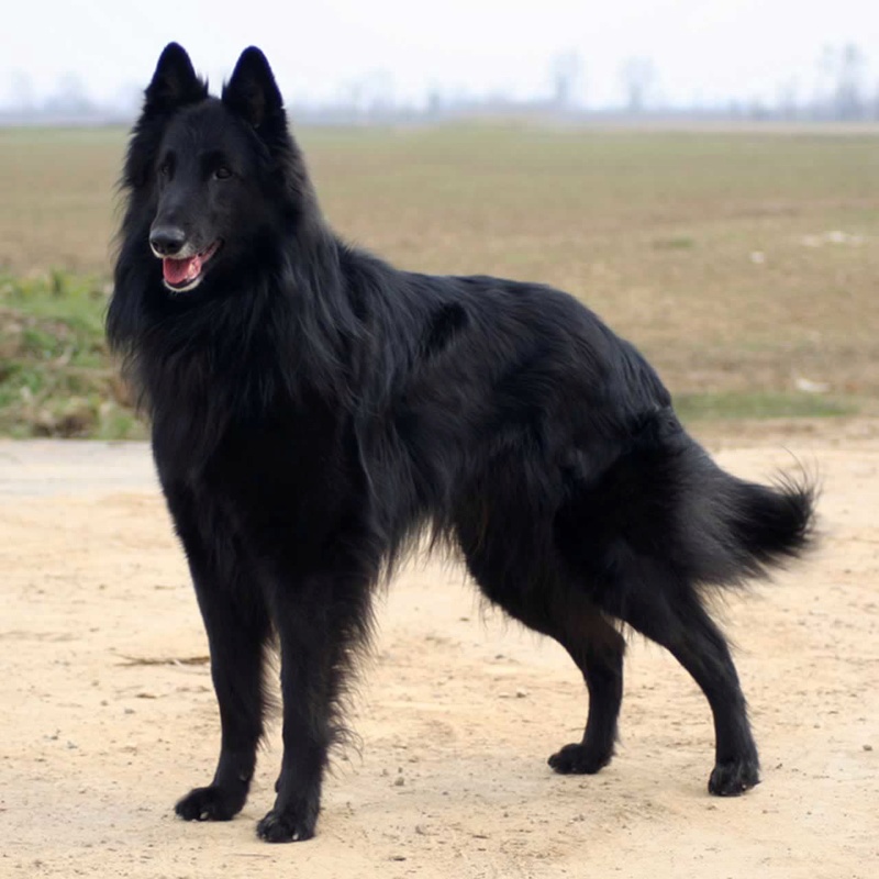 ✮Beleza Negra✮Female✮Shiloh Shepherd X Belgian Shepherd ✮ Shiloh26