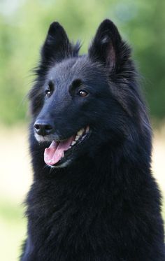 ✮Beleza Negra✮Female✮Shiloh Shepherd X Belgian Shepherd ✮ Shiloh33