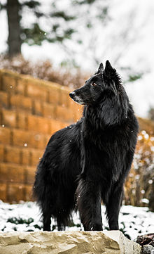 ✮Beleza Negra✮Female✮Shiloh Shepherd X Belgian Shepherd ✮ Shiloh36