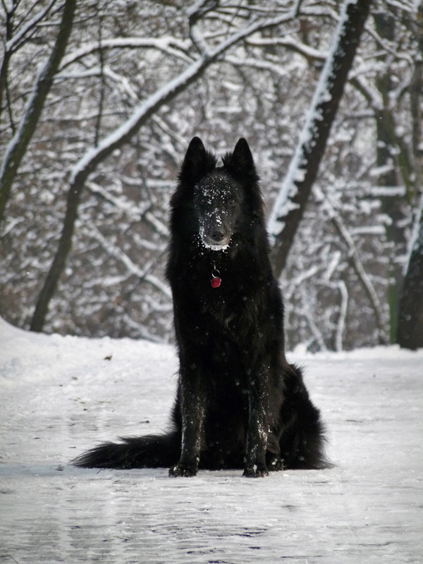 ✮Beleza Negra✮Female✮Shiloh Shepherd X Belgian Shepherd ✮ Shiloh37